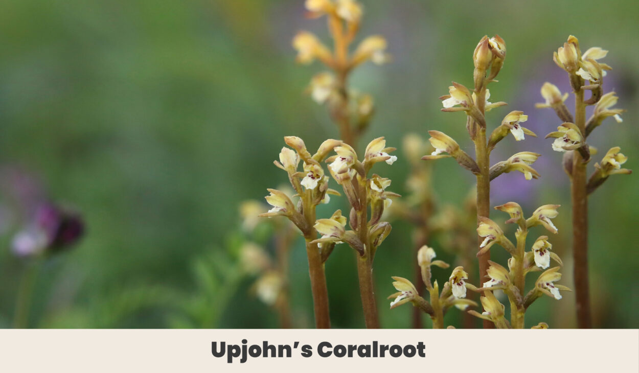 Upjohns Coralroot