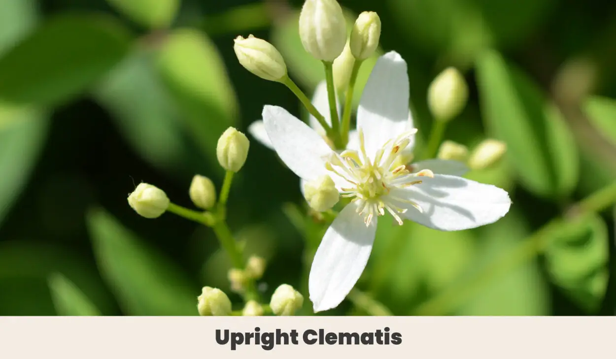 Upright Clematis