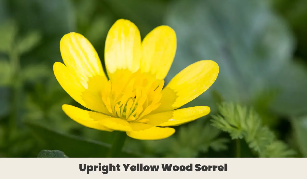 Upright Yellow Wood Sorrel
