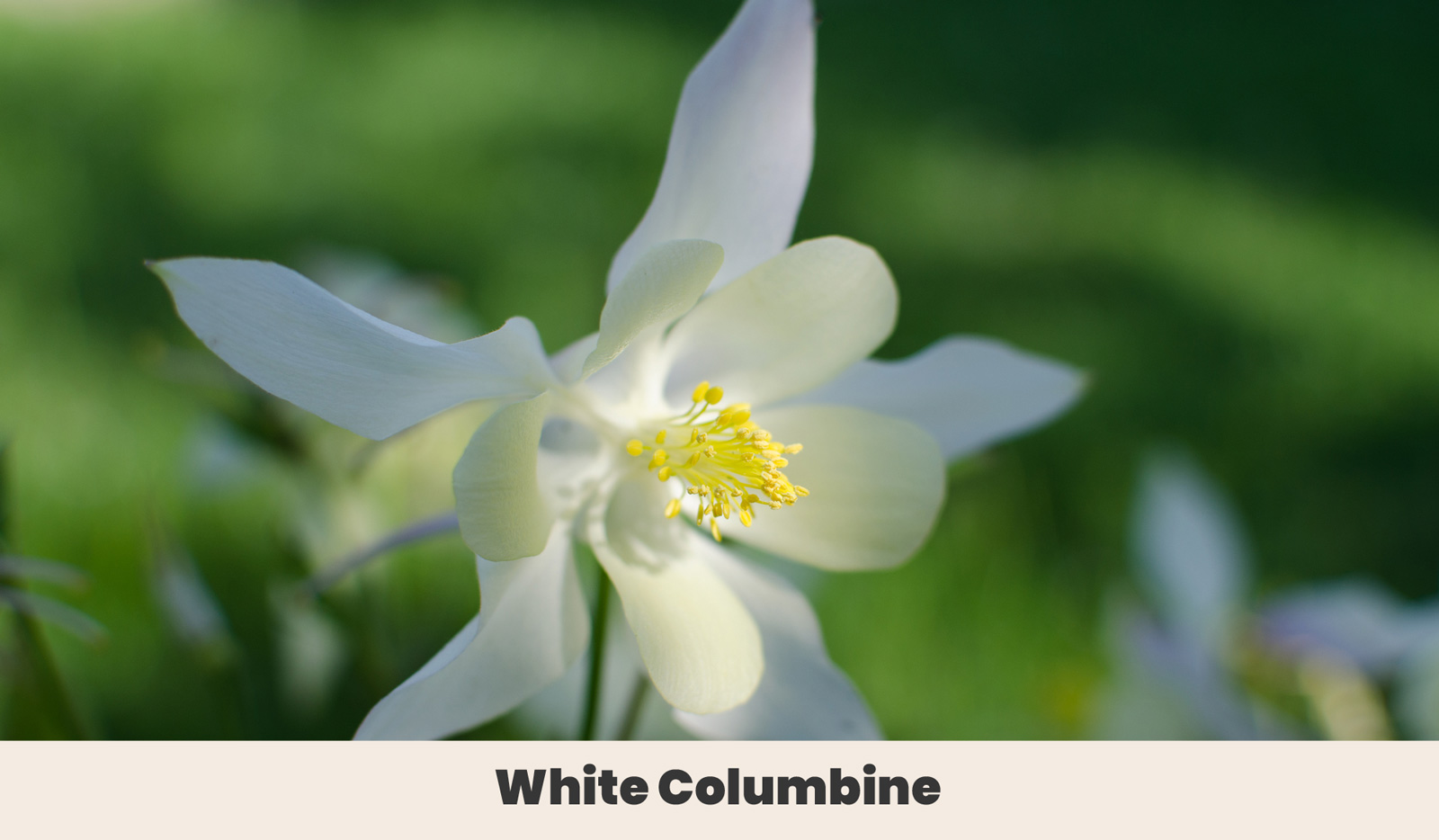 White Columbine