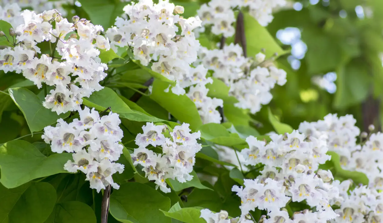 White flowering Catalpa tree