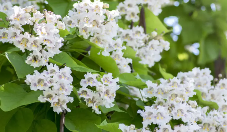 White-flowering-Catalpa-tree