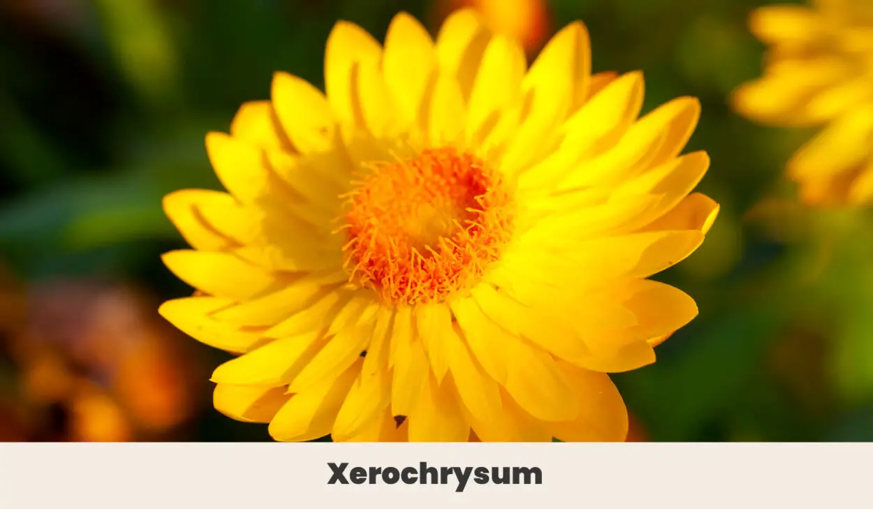 Xerochrysum