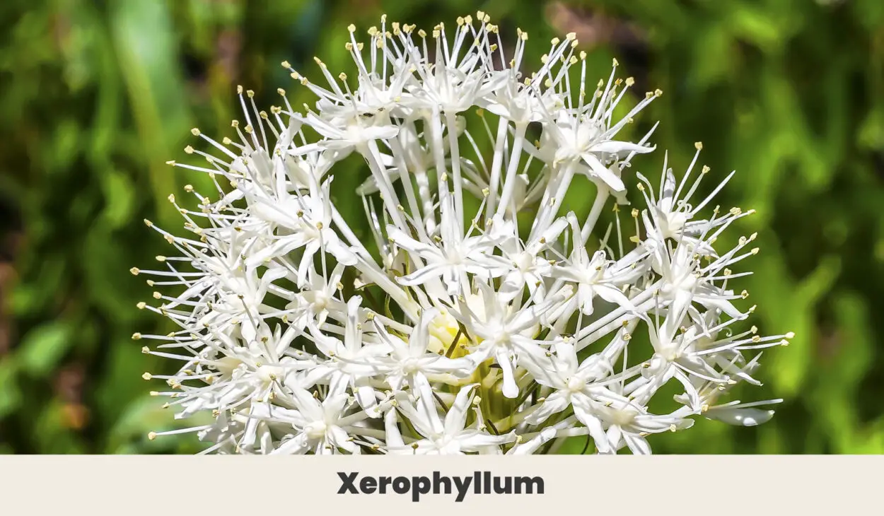 Xerophyllum