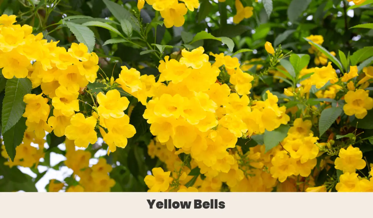 Yellow Bells