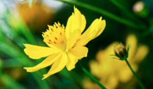 Yellow-Cosmos-Flower