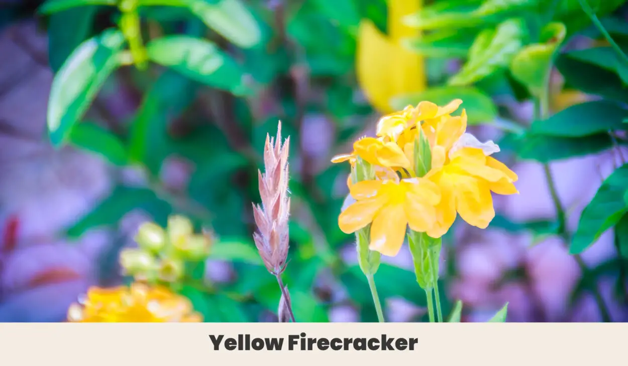 Yellow Firecracker