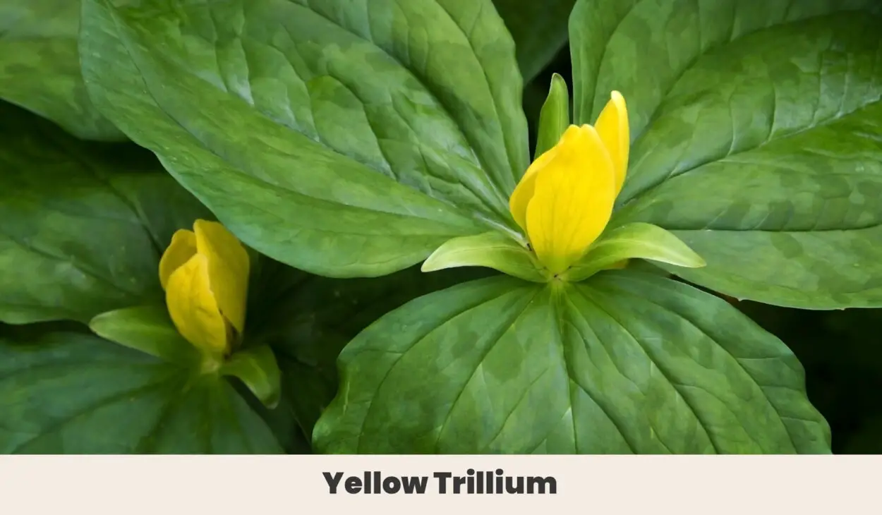 Yellow Trillium