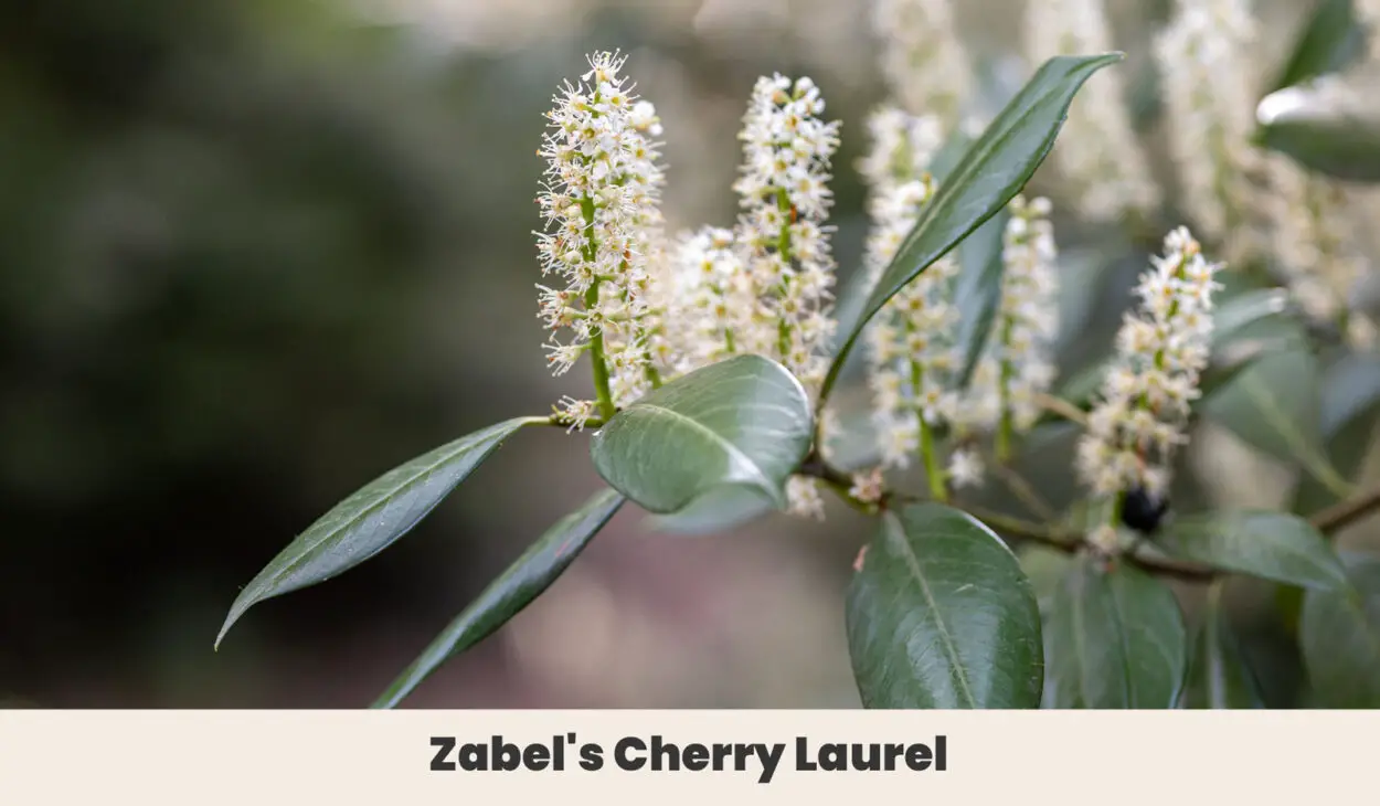 Zabels Cherry Laurel
