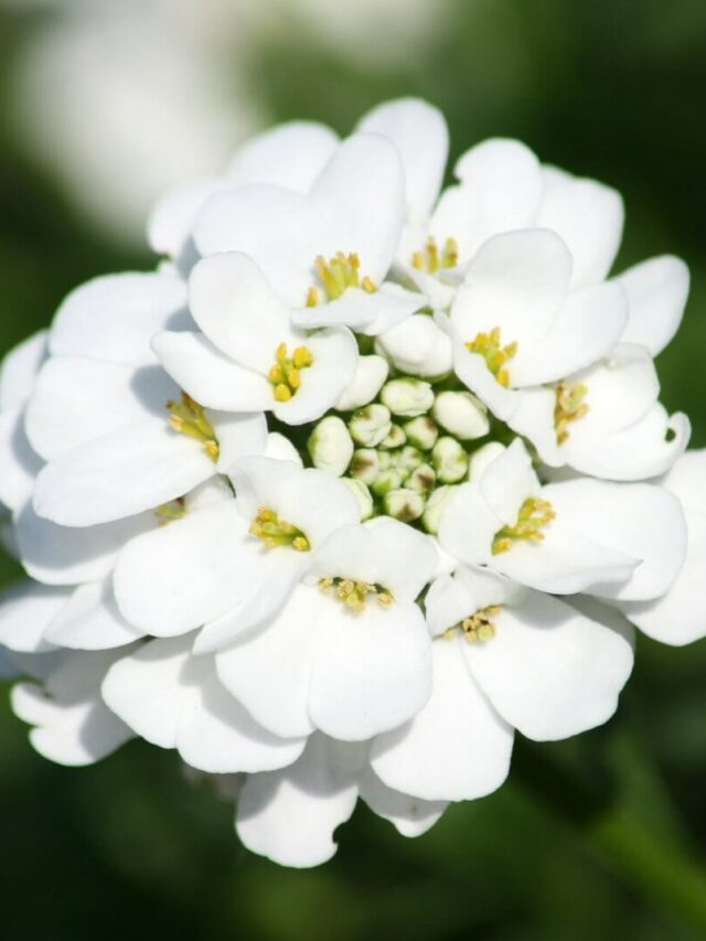 7 Stunningly White Perennial Flowers