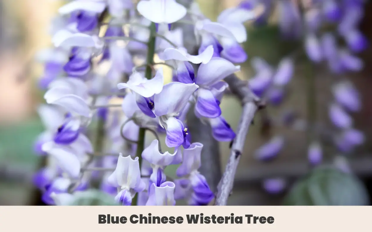 Blue Chinese Wisteria Tree