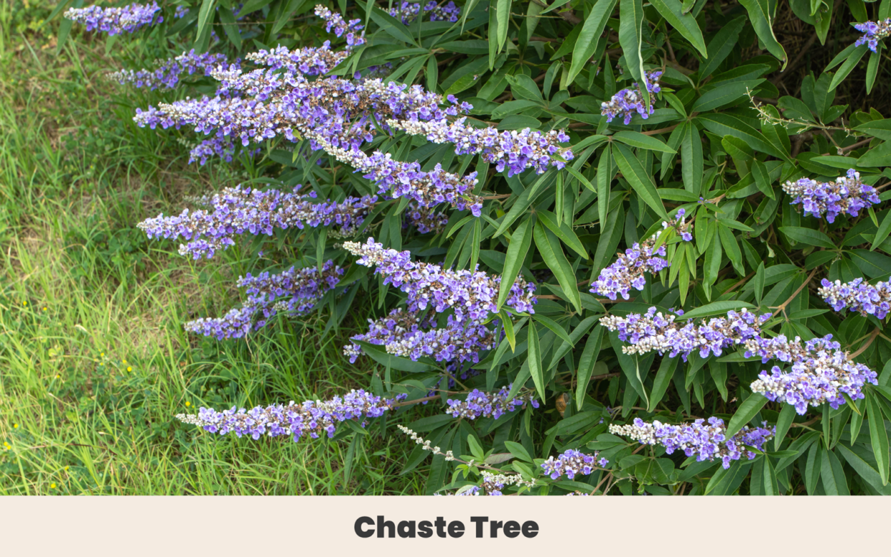 Blue flower Chaste Tree