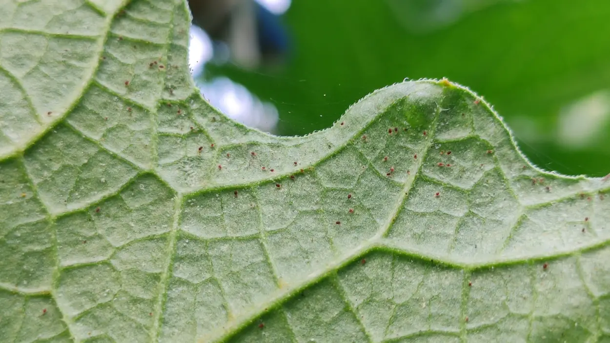 Close up of spidermites on a leaf