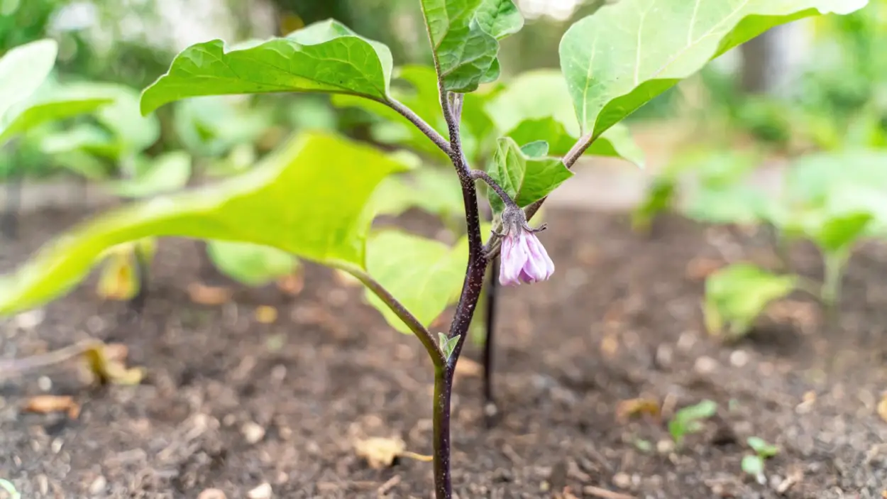 Eggplant seedling with flowers forming