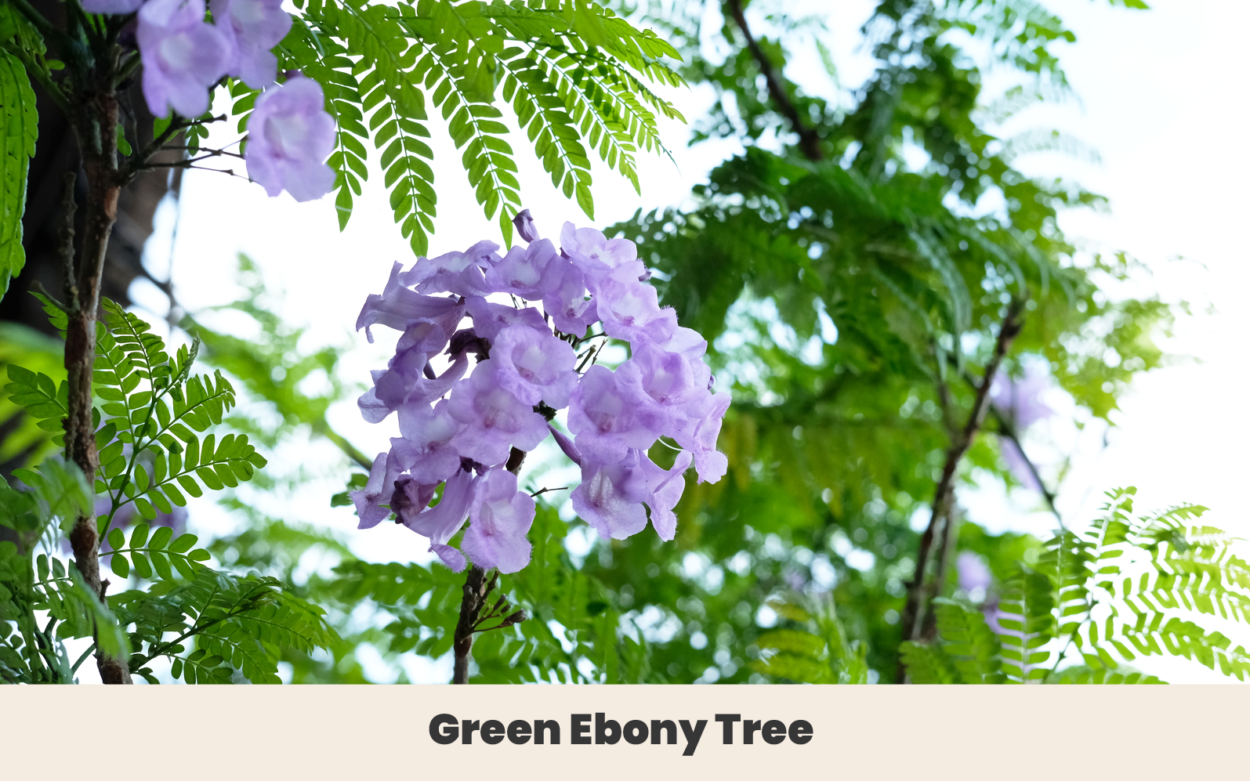 Green Ebony Tree
