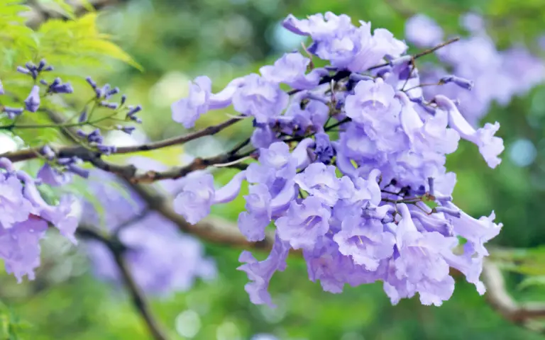 10 Blue Flowering Trees + Growing Guide