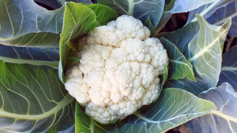 The Secret To Growing Hydroponic Cauliflower: A Complete Guide To Growing the Best Cauliflower Indoors