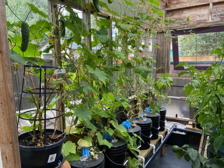 The Secret to Growing Hydroponic Cucumbers: The Ultimate Guide to Indoors Cucumber Production