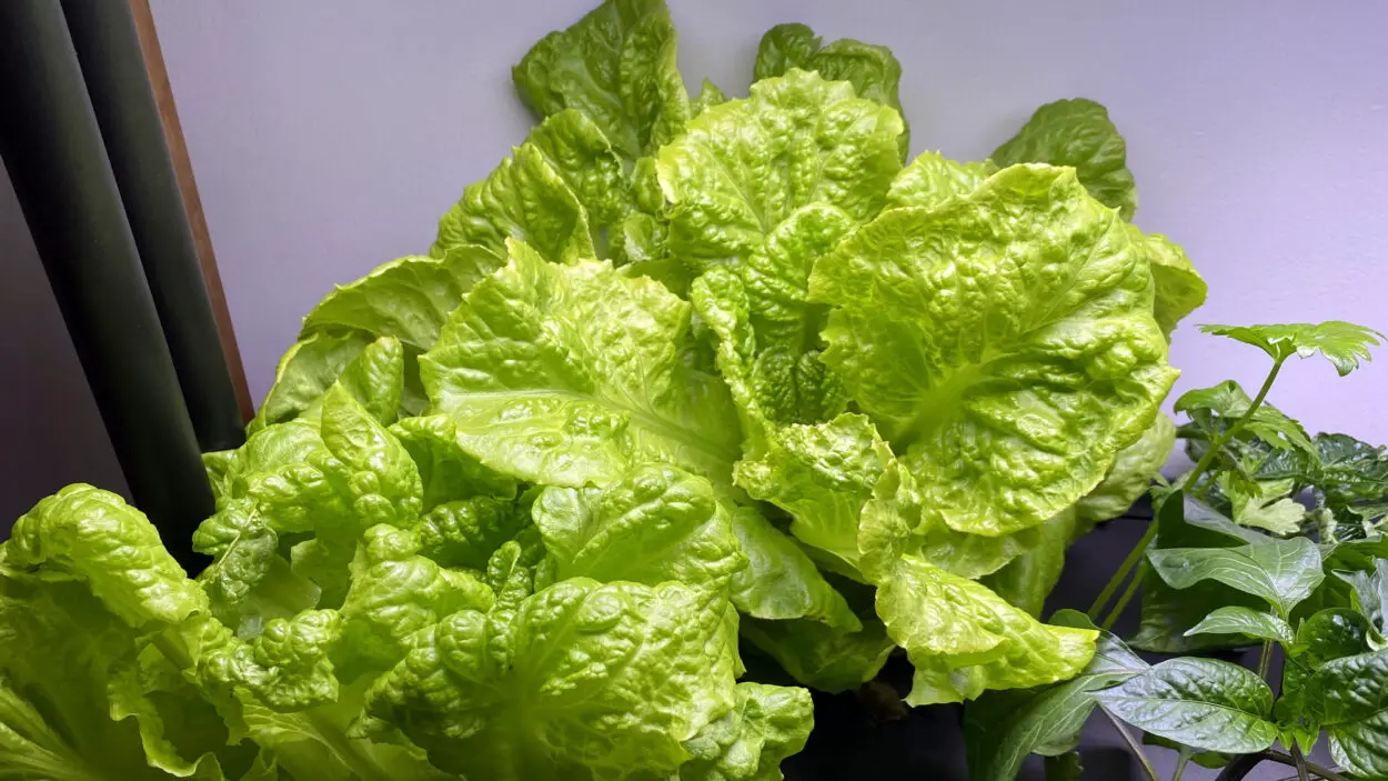 Hydroponic lettuce
