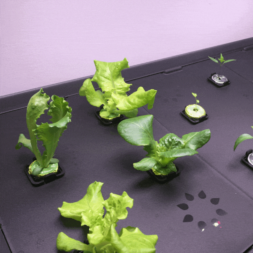 Hydroponic lettuce growing time lapse