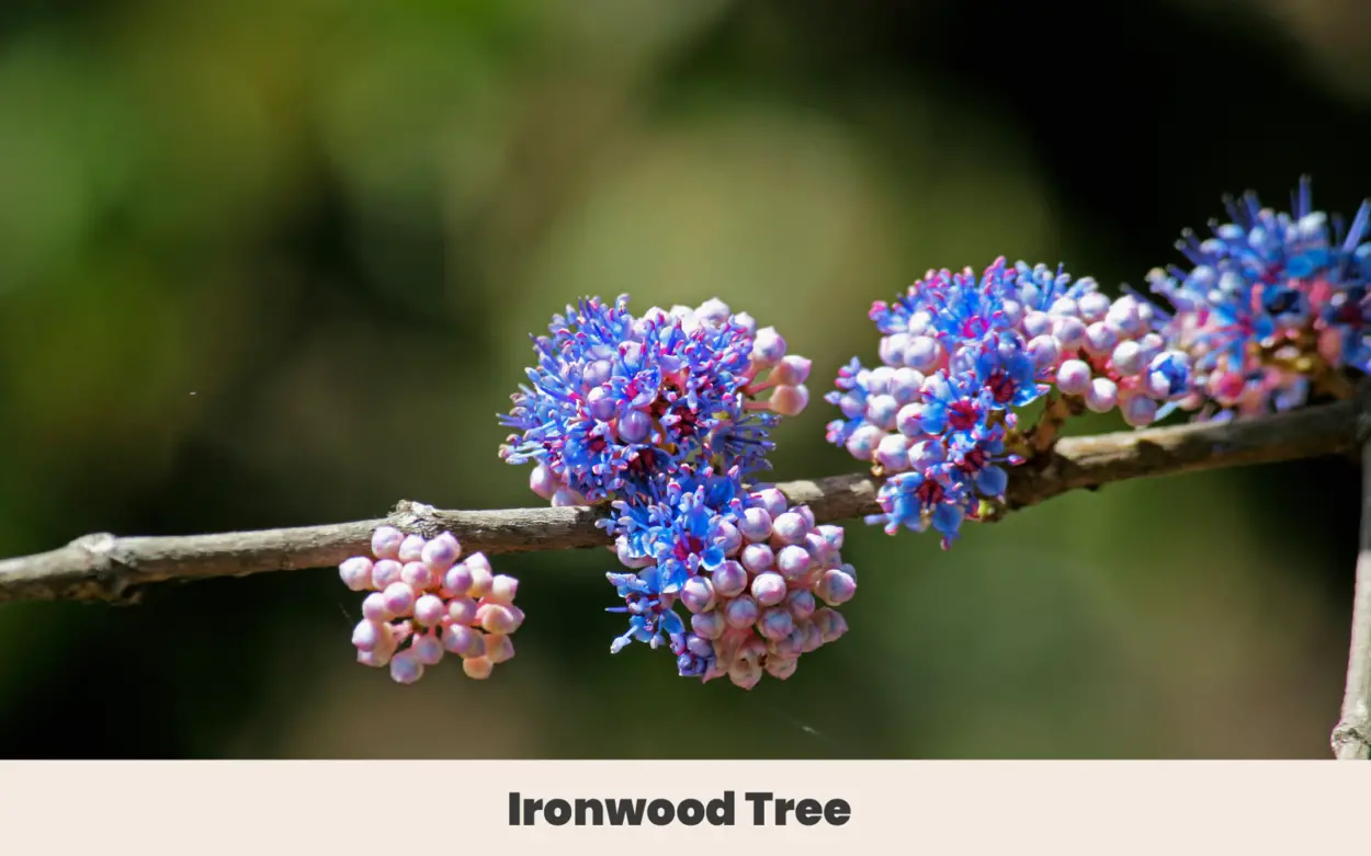 ironwood tree