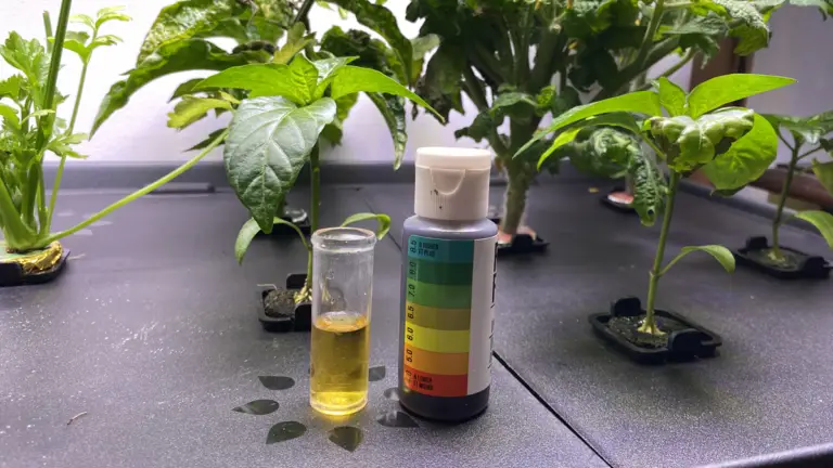 What is the Best pH Hydroponics: How to Set And Maintain Levels