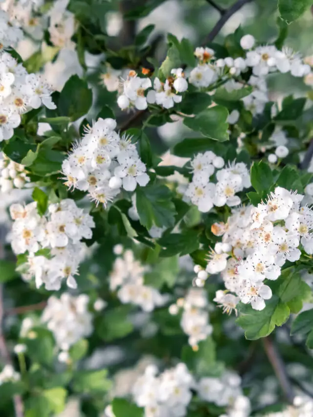7 Stunning White Flowering Trees