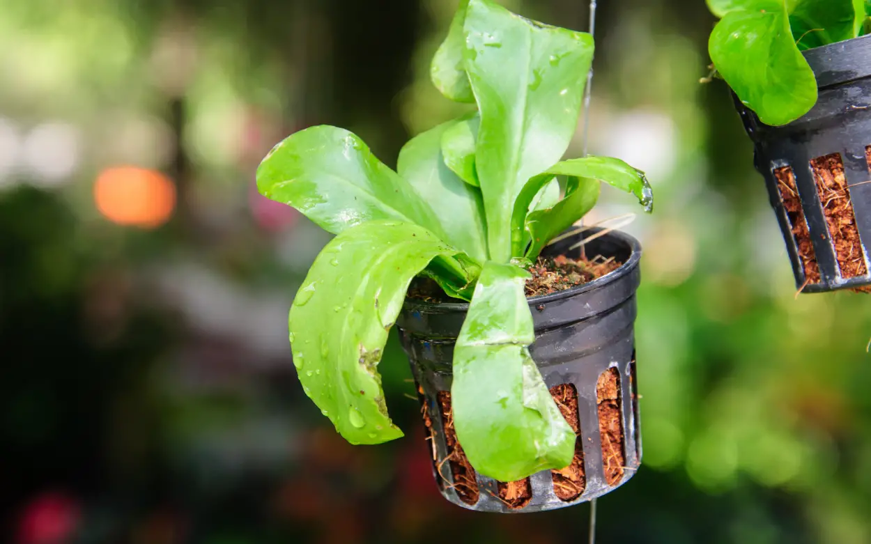 Orchid growing in a black net pot