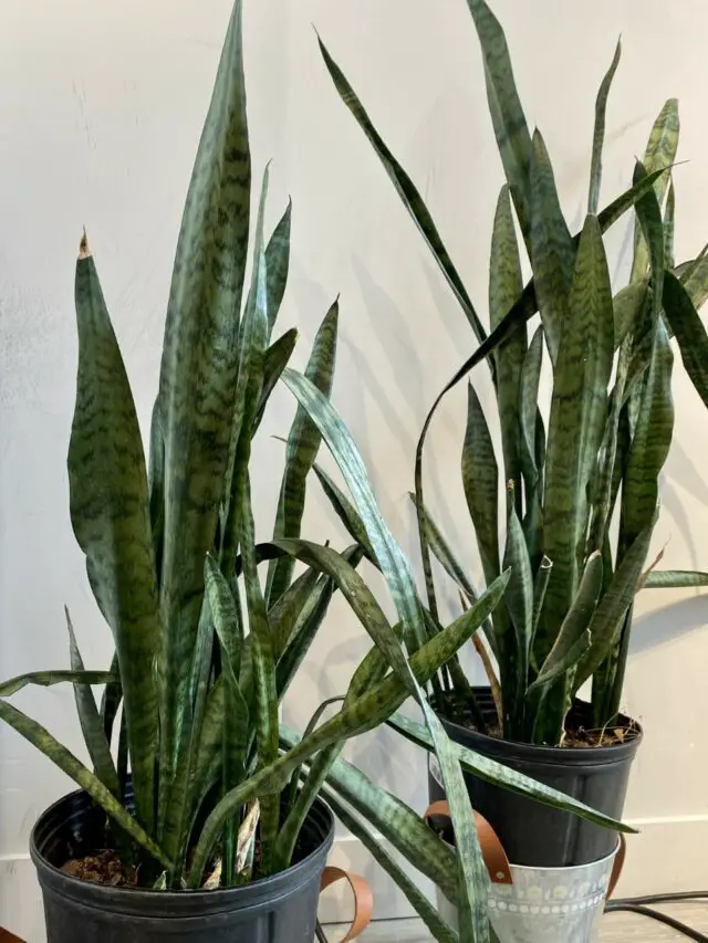 How To Fix These 5 Snake Plant Problems