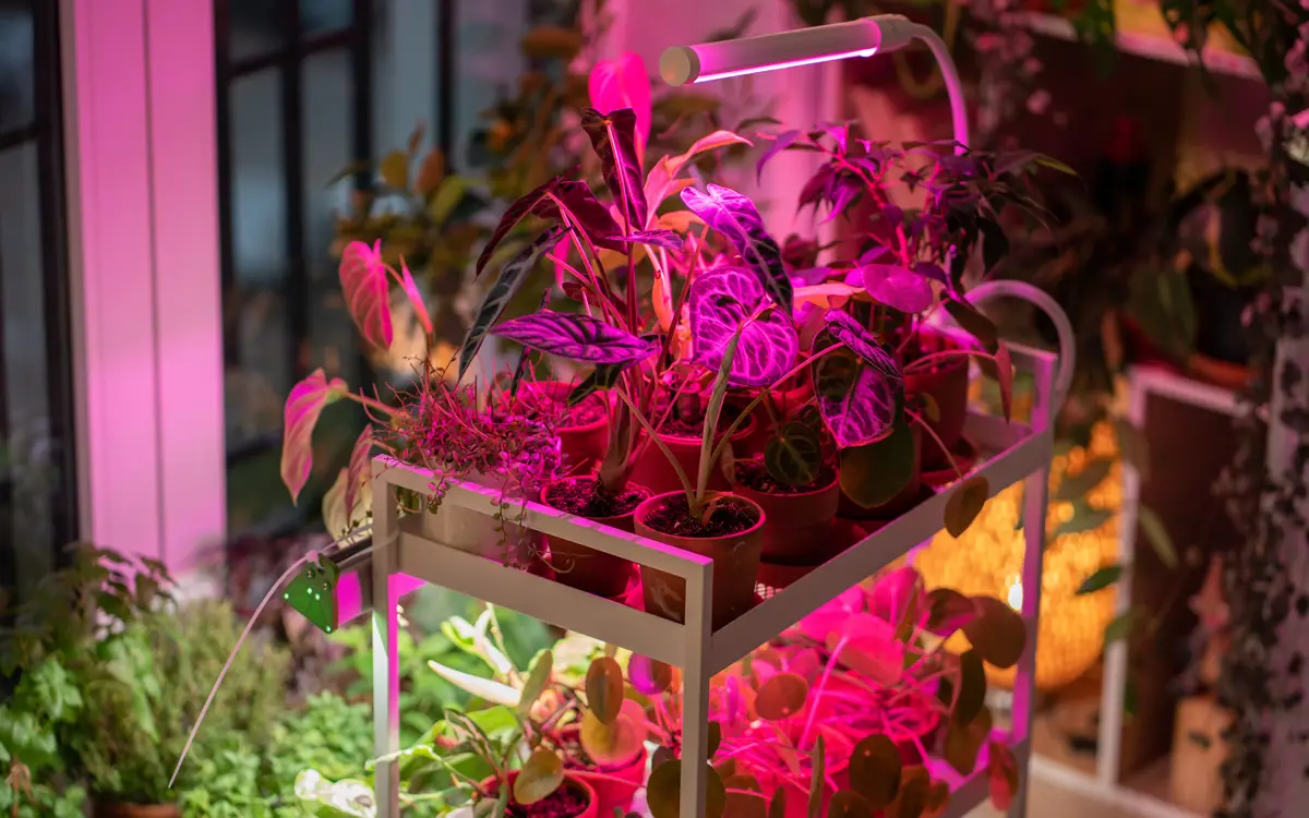 Different colored grow lights