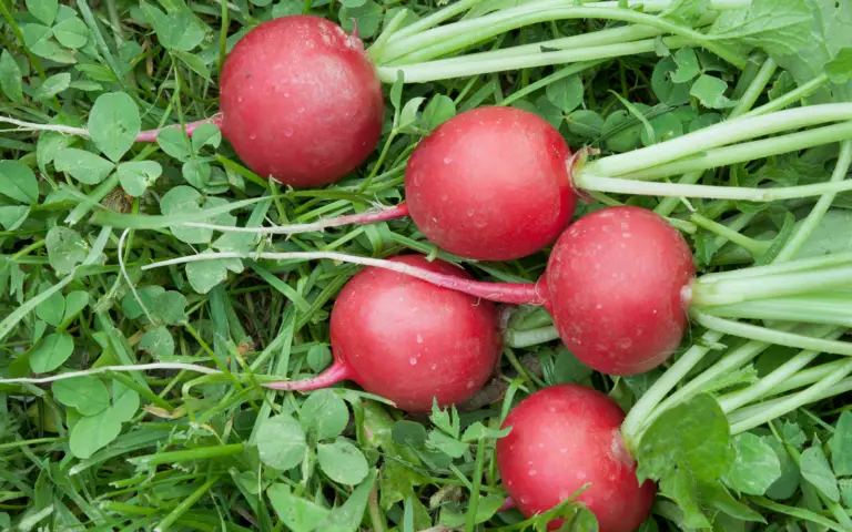 Hydroponic radishes: The Secret to Growing the Best radishes Indoors