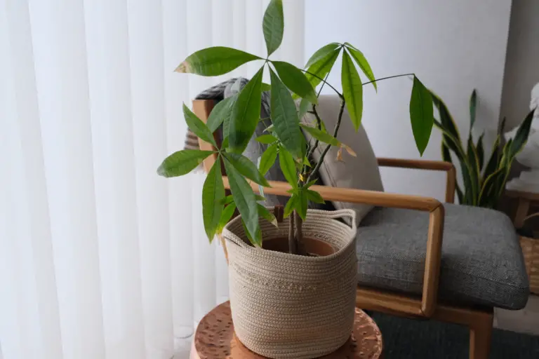 Nursery Owners Share Their Expert Tips: The Complete Guide to Money Tree Plant Care