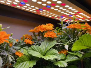hydroponic-marigolds-growing-under-LED-lights