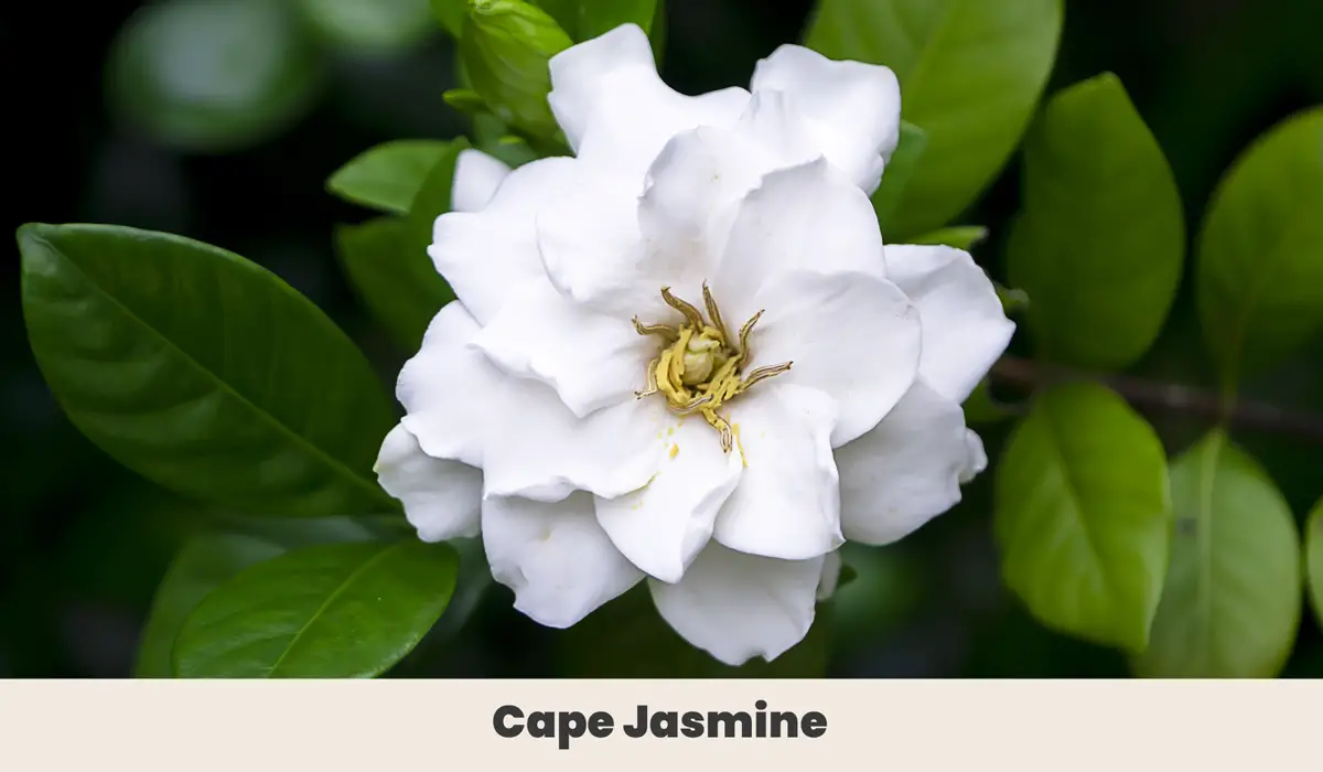 Cape Jasmine