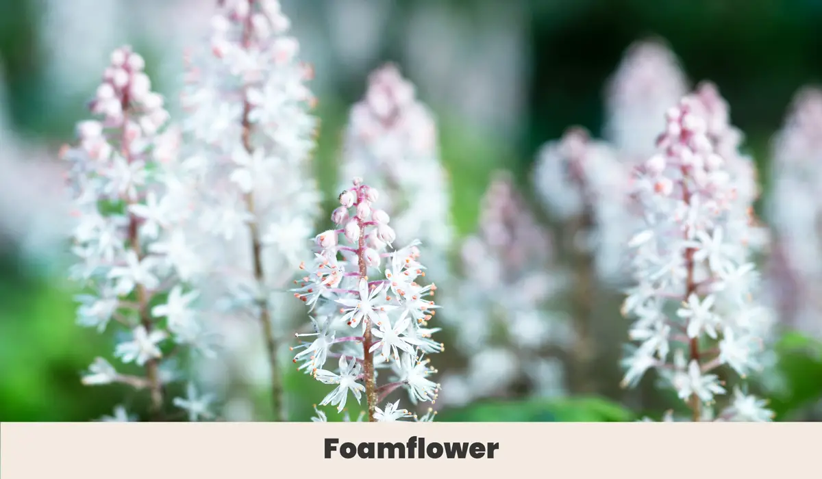 Foamflower