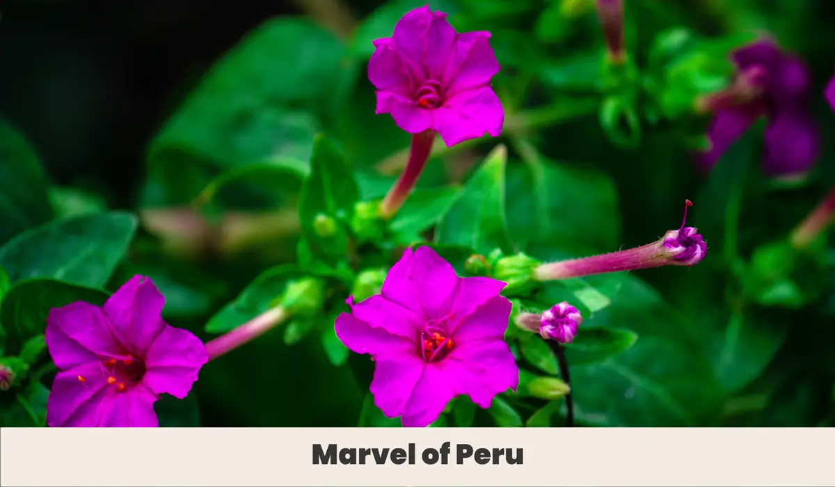 Marvel of Peru (Four O’Clocks)