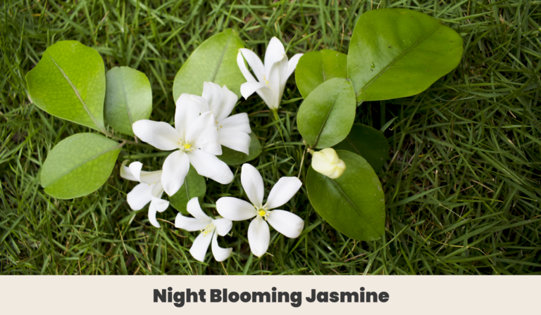 The Hidden Benefits of Night Blooming Flowers In Your Garden
