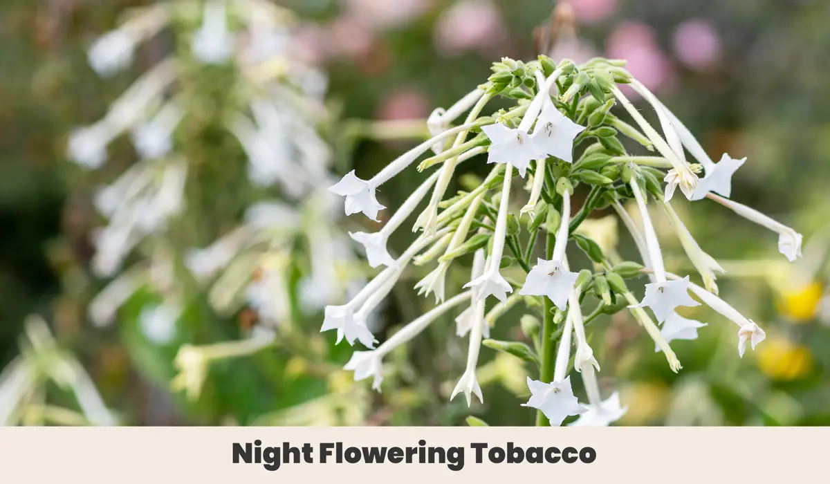 Night Flowering Tobacco 1