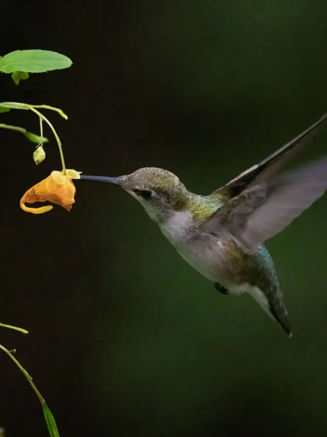 These 5 Flowers Will Attract Hummingbirds to your Garden