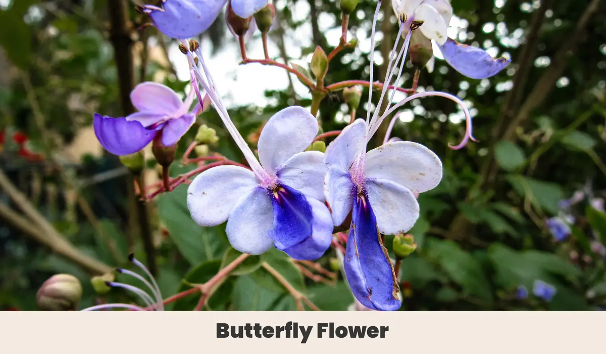 Butterfly Flower