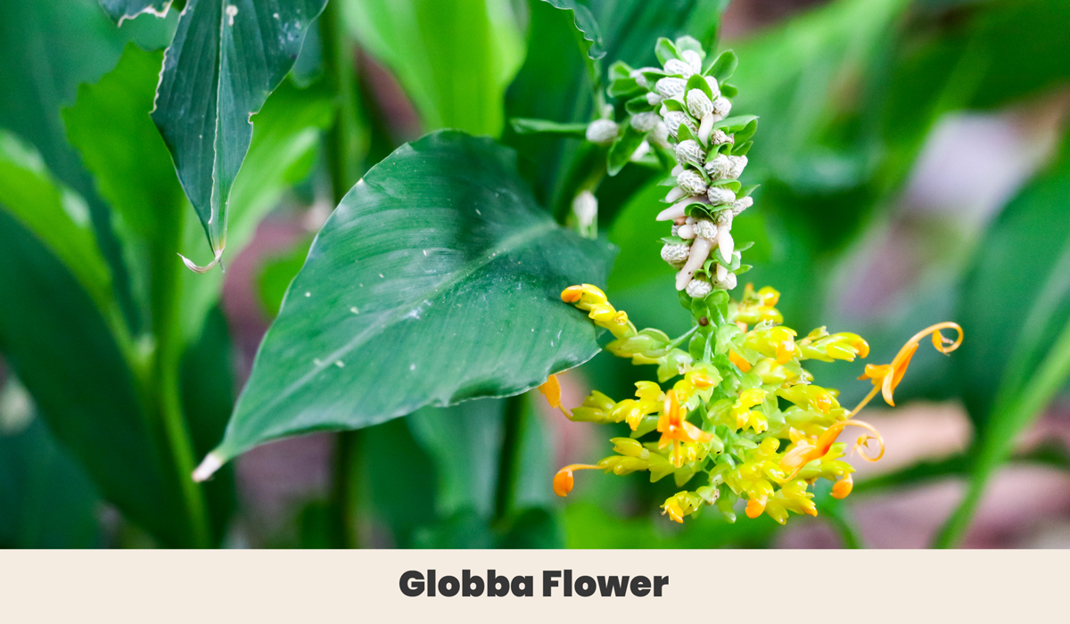 Globba Flower