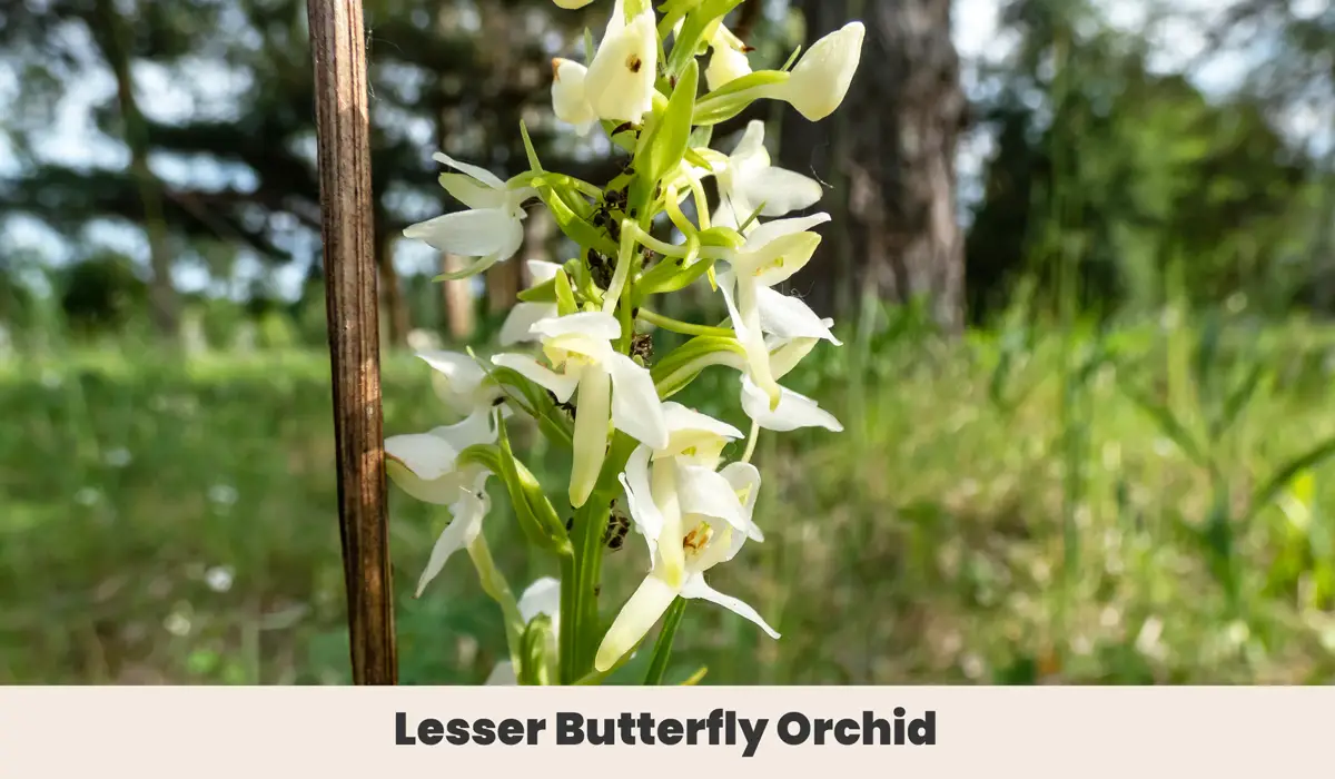 Lesser butterfly orchid