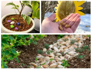 ways to use pistachio shells in the garden