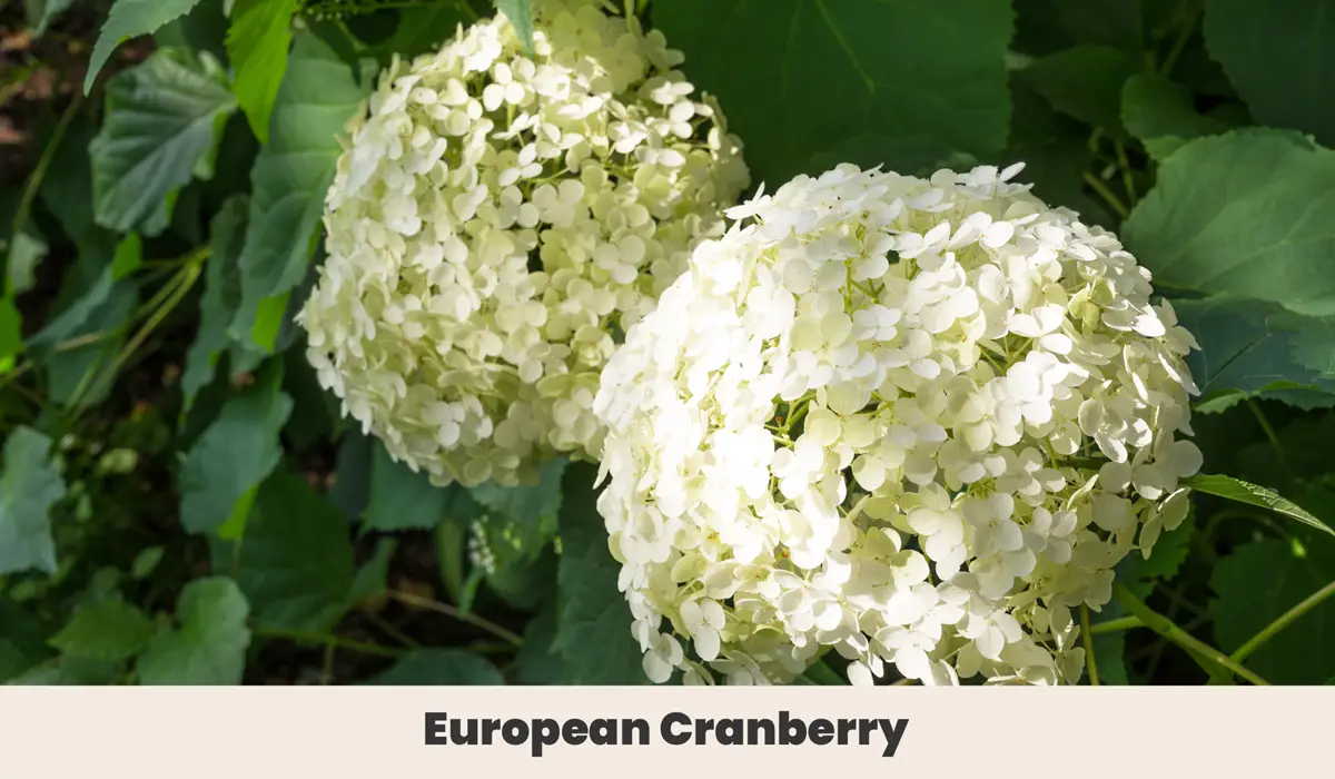  European Cranberry (Viburnum opulus.)