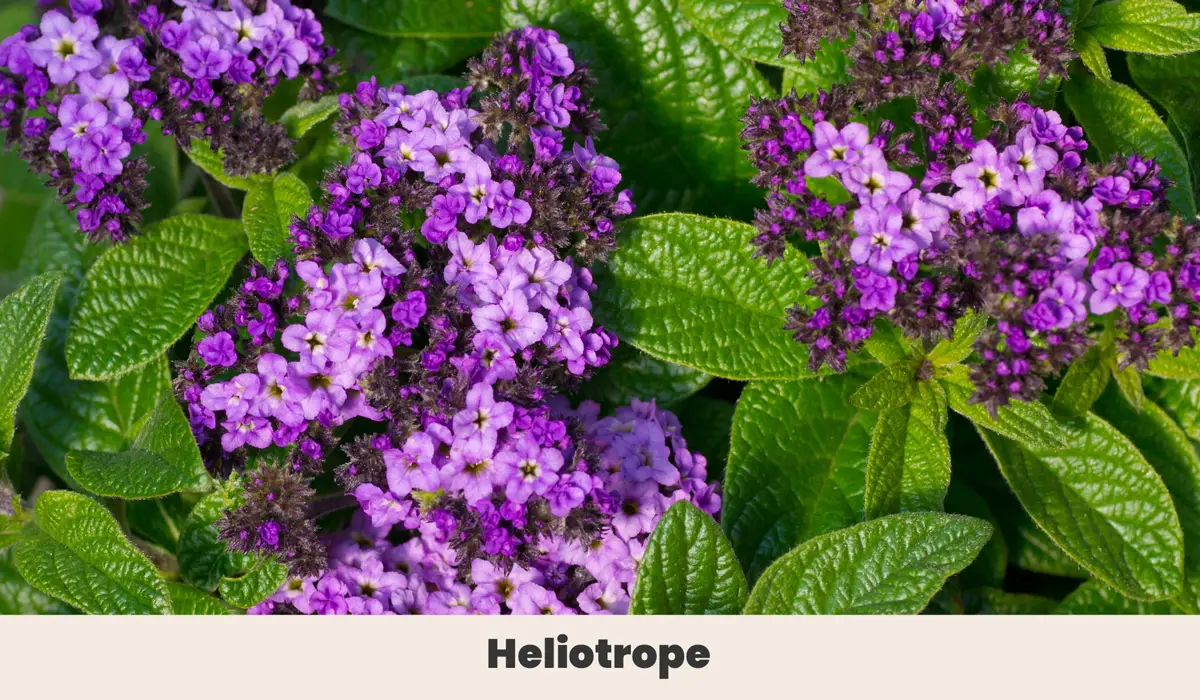 Heliotrope  (Heliotropium spp.)