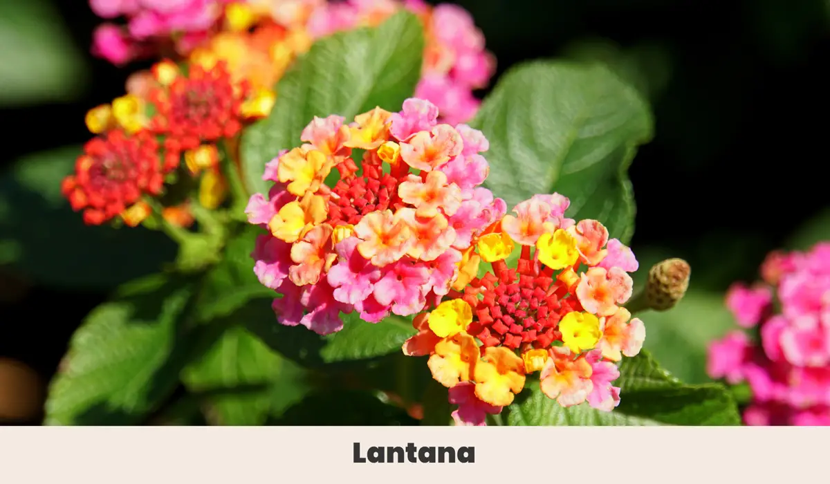 6. Lantana (Lantana camera.)