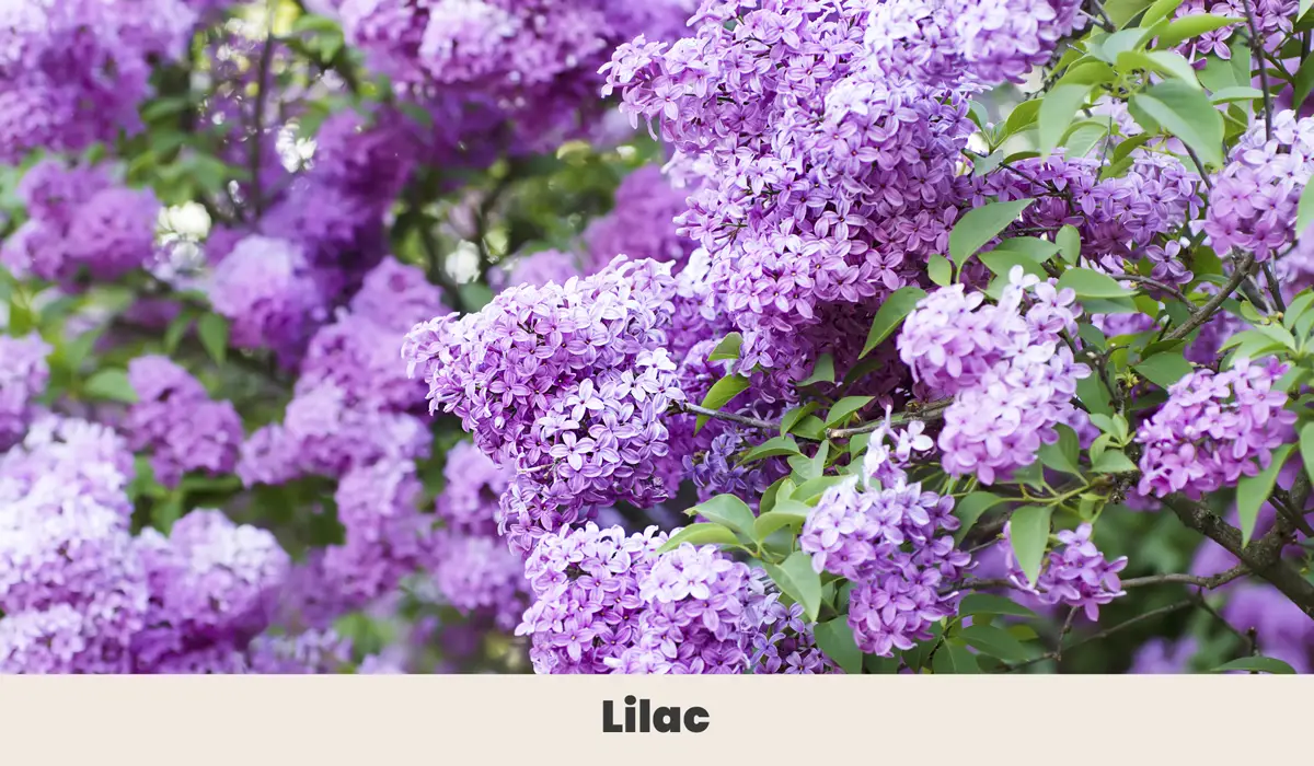 7. Lilac (Syringa vulgaris.)