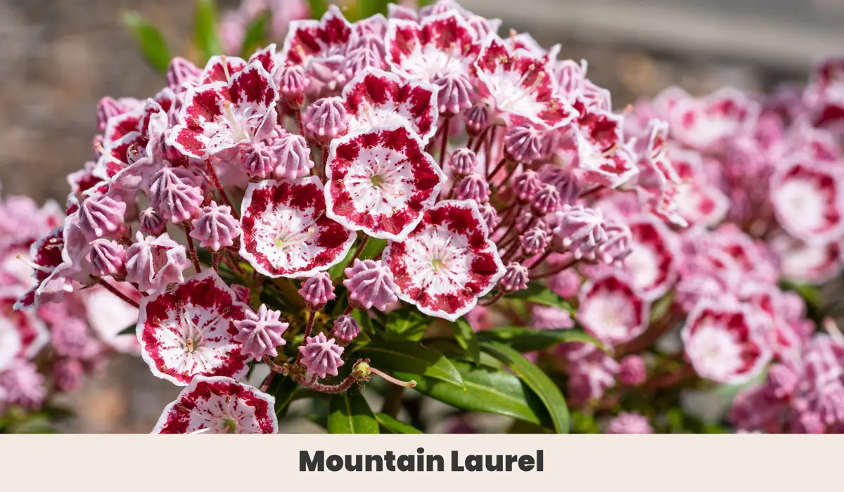 8. Mountain Laurel (Kalmia latifolia)