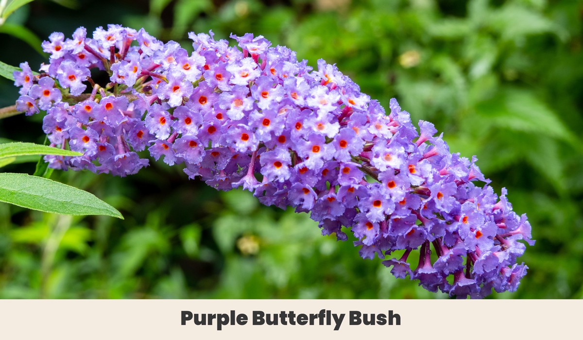  Butterfly Bush (Buddleja davidii.)