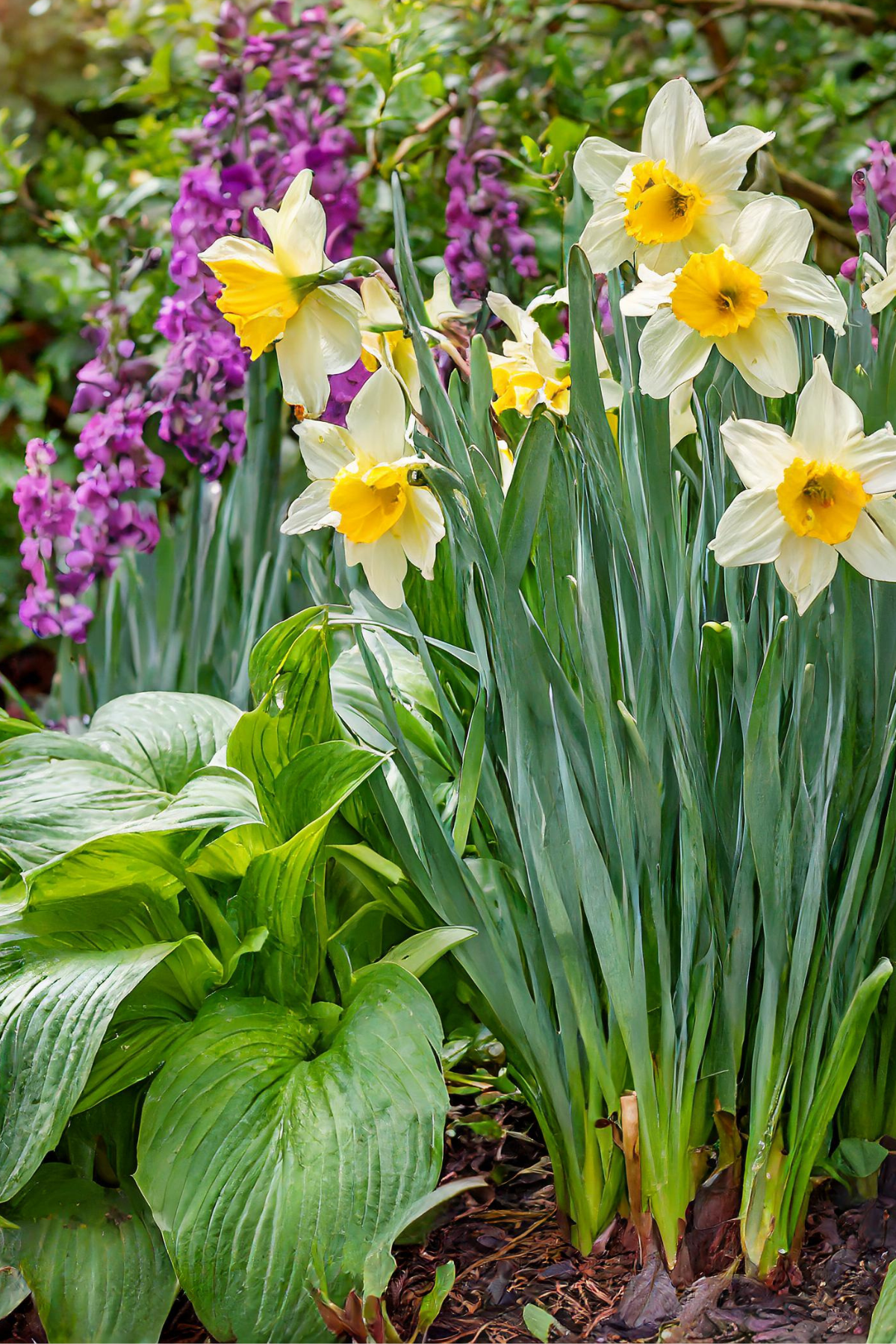 Daffodils and hostas